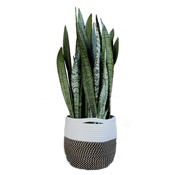 Bloem 12" Fabric Planter Bag - Picture 2 of 6